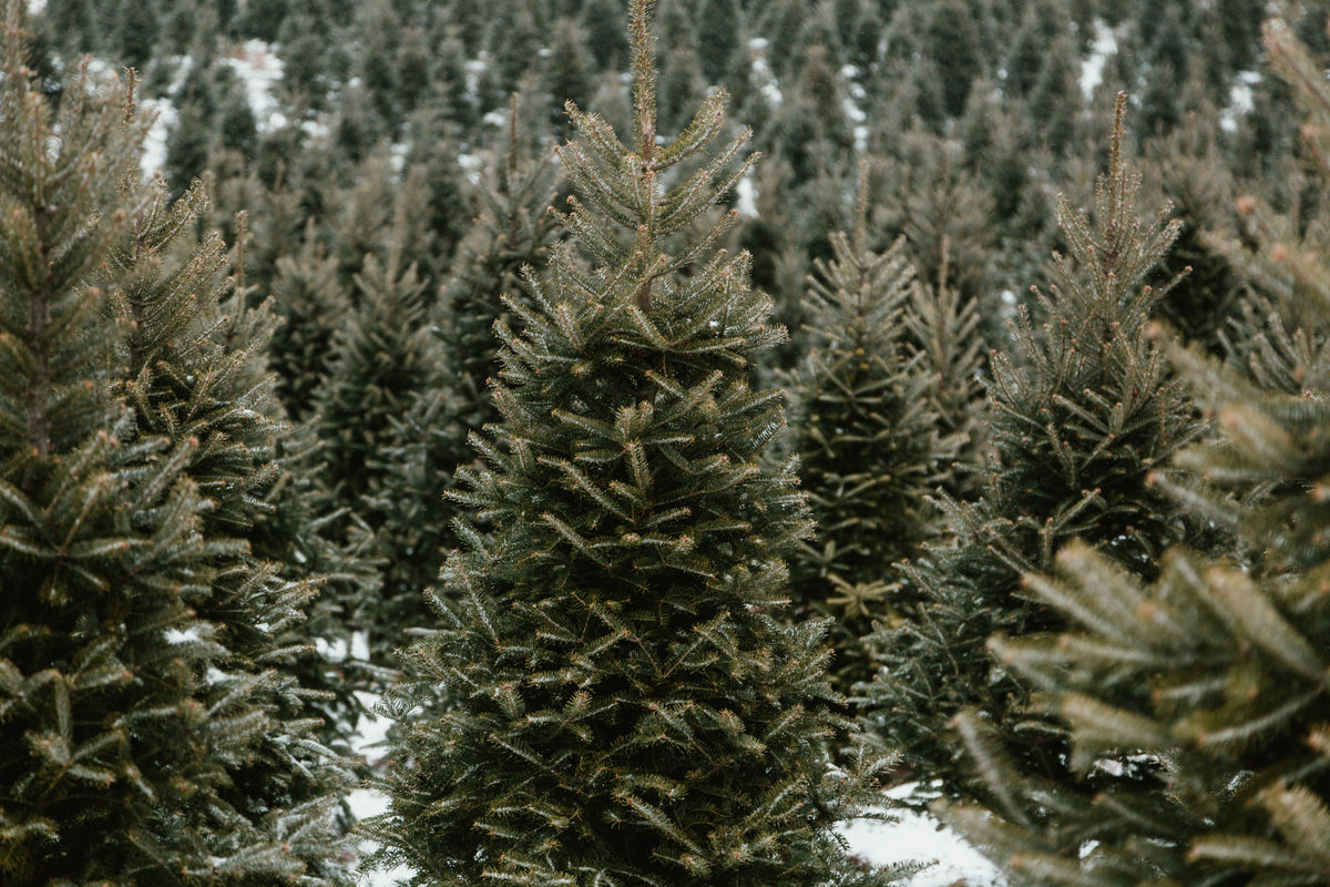 Christmas Trees