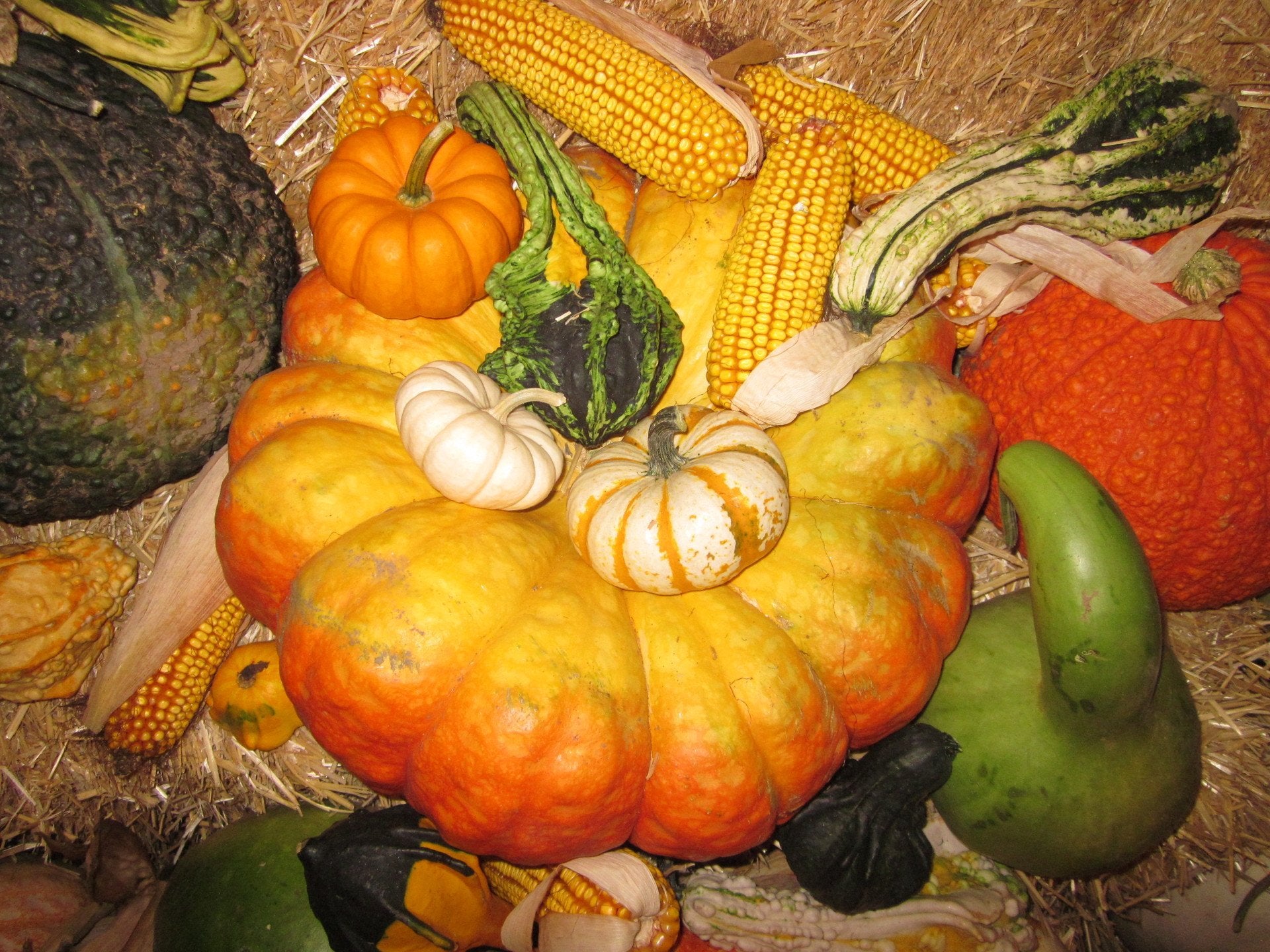 Pumpkins Chicago Specialty Cinderella Pumpkin