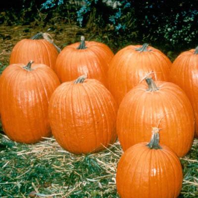 Pumpkins Chicago Large Orange Pumpkin
