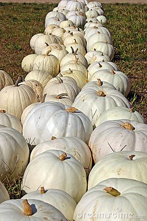 Pumpkins Chicago XXLarge White Pumpkin