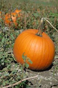 Pumpkins Chicago Medium Orange Pumpkins