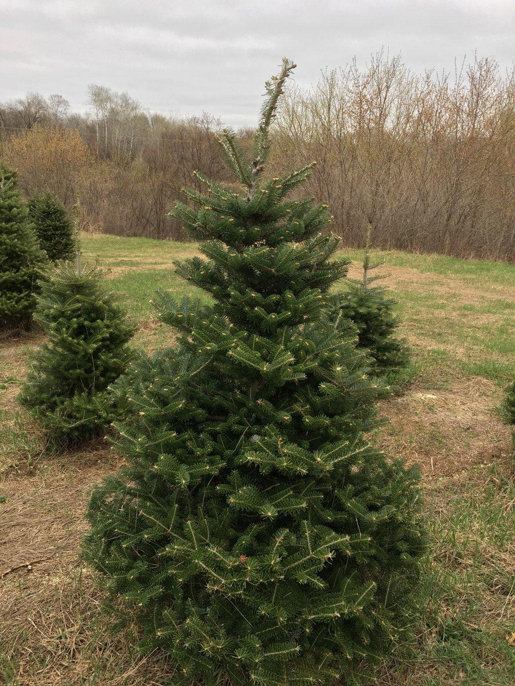 Christmas Tree Korean Fir