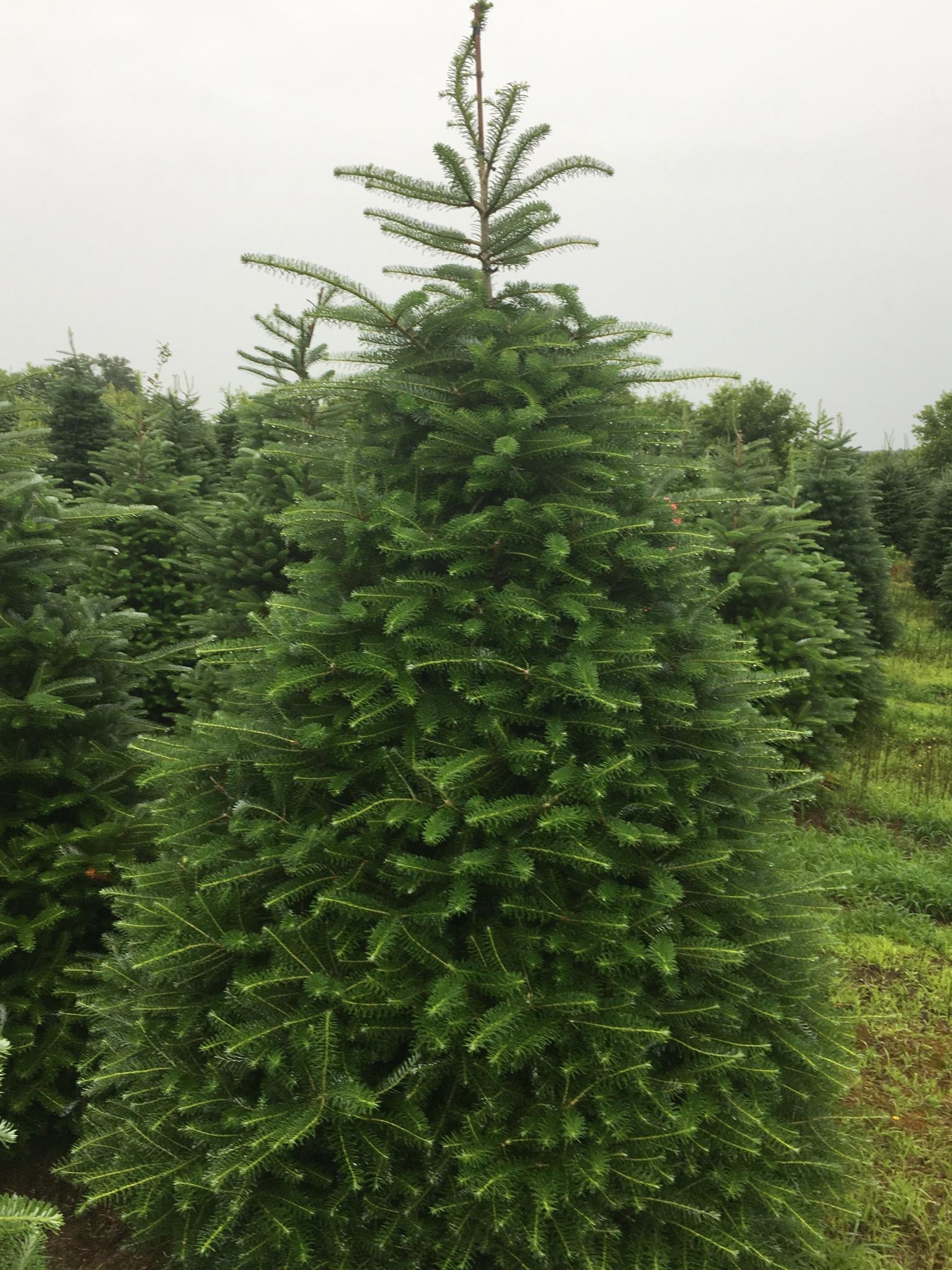 Christmas Tree Korean Fir
