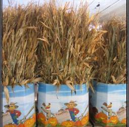 Pumpkins Chicago Corn Stalks