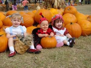 Pumpkins Chicago XLarge Orange Pumpkin