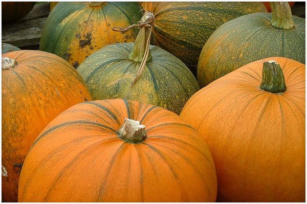 Pumpkins Chicago Large Orange Pumpkin