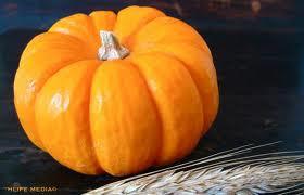 Pumpkins Chicago Mini Orange Pumpkins