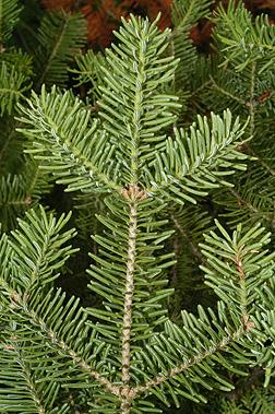 Christmas Tree Balsam