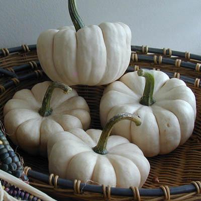 Pumpkins Chicago Mini White Pumpkins